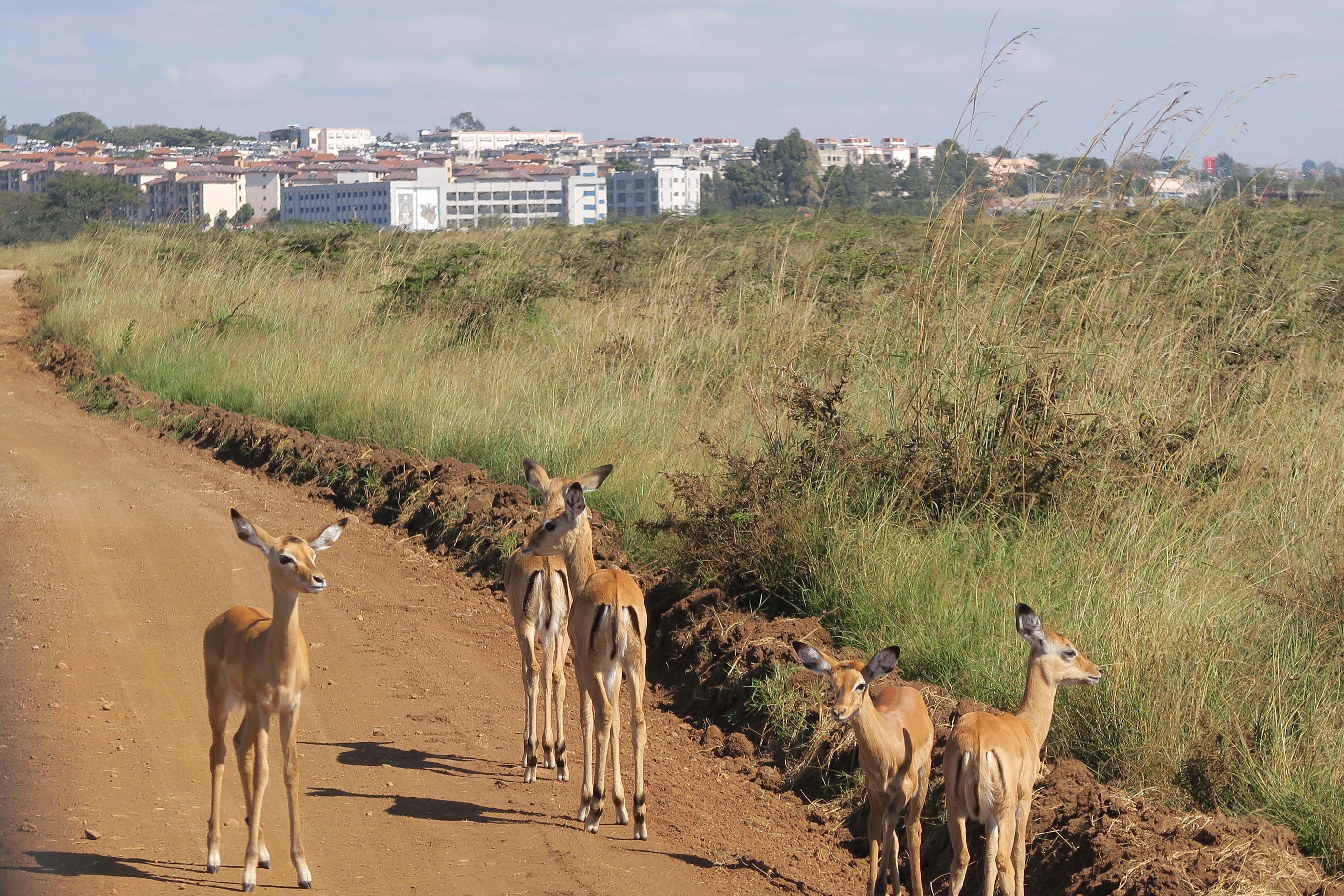 Just some neighbors dropping by for breakfast.