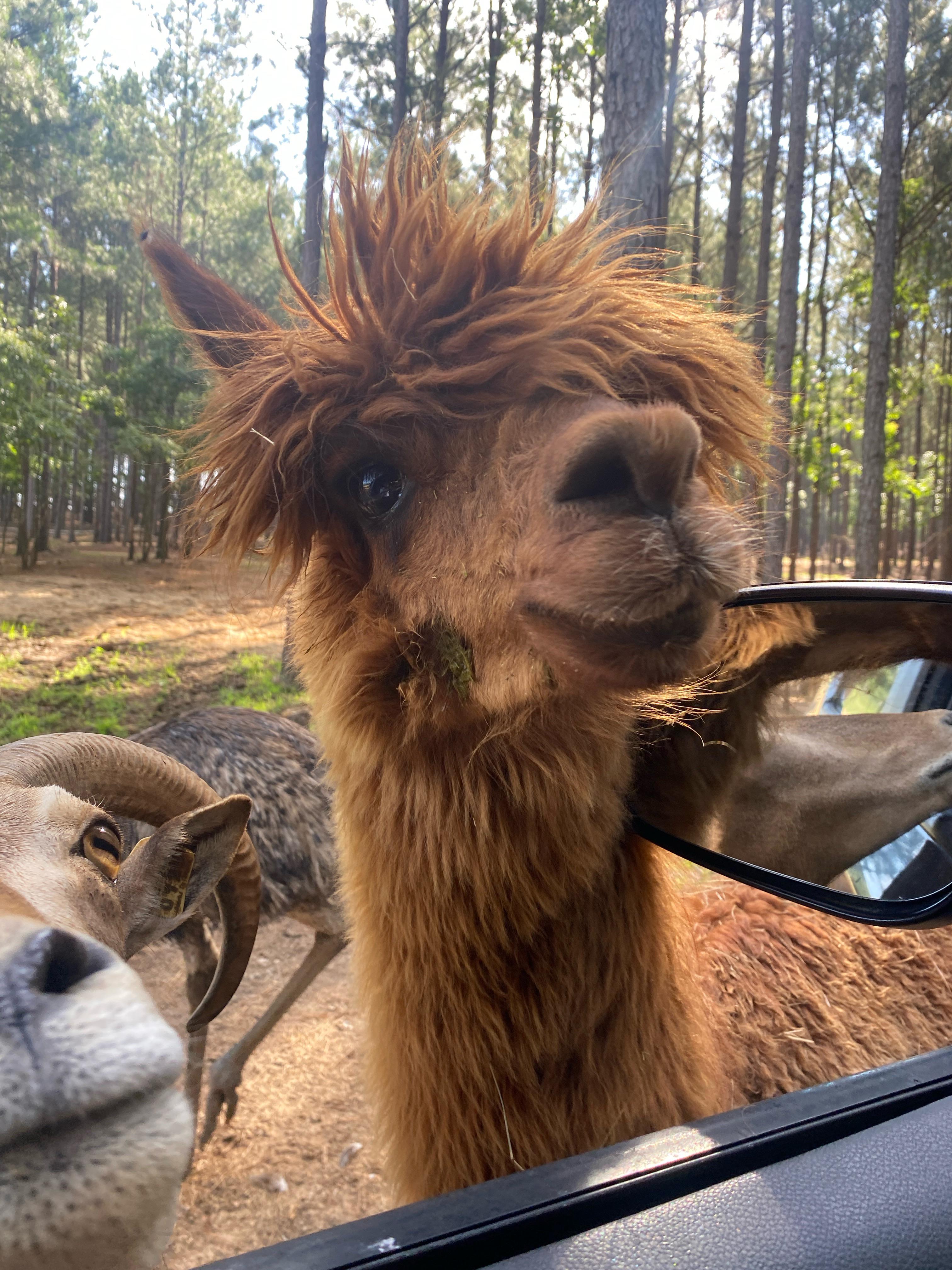A llama kiss thought the drive-thru window.