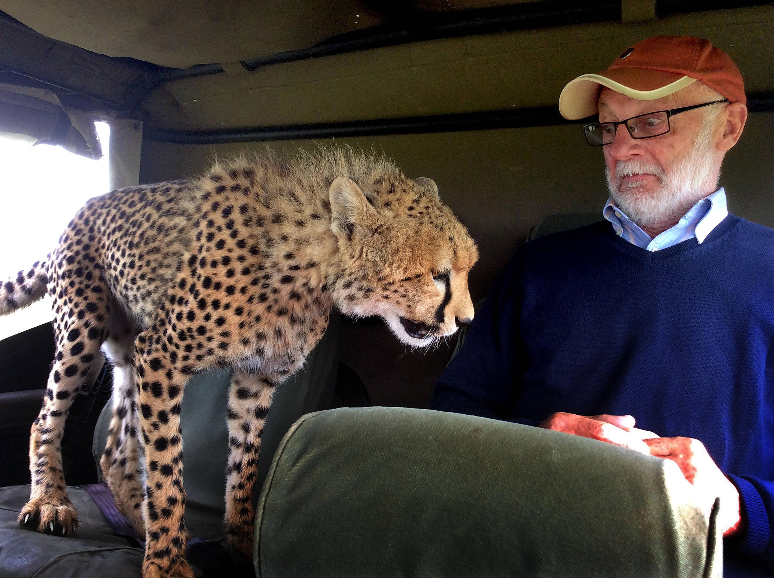 A close encounter: cheetah calls shotgun.