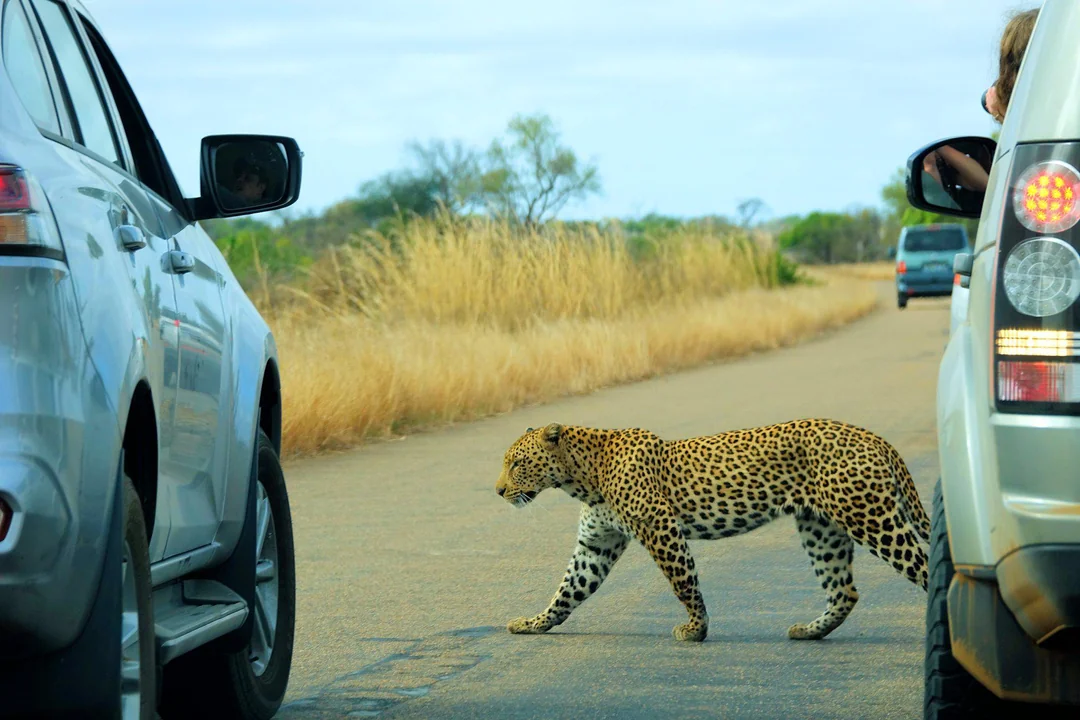 Crosswalk closed: leopard has the right of way.