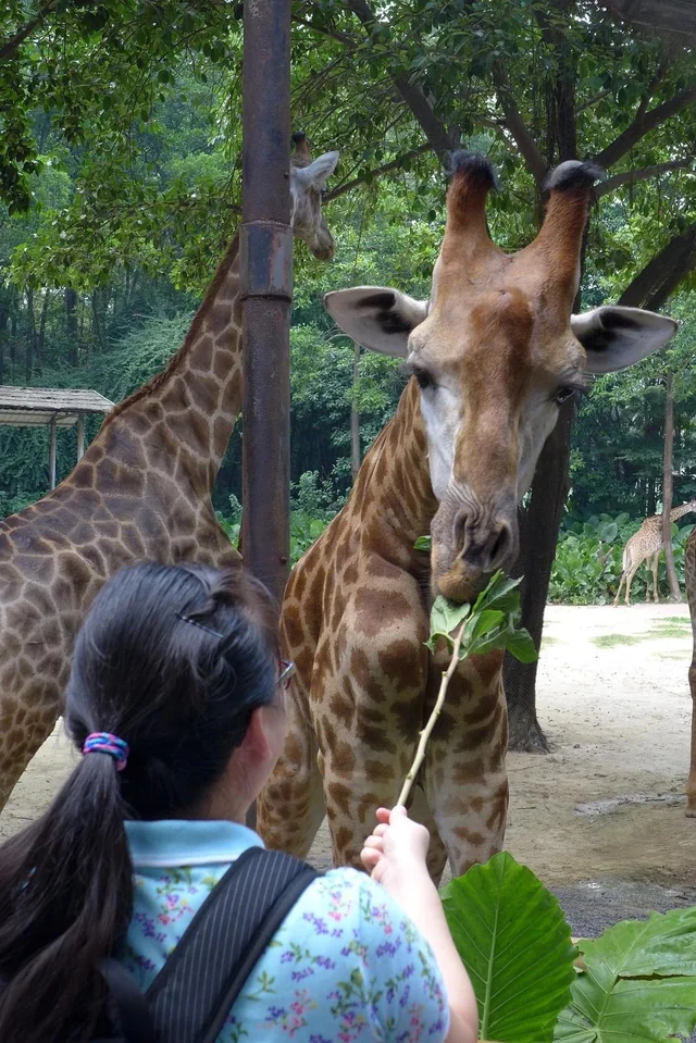 Most people swapped hunting, for petting.