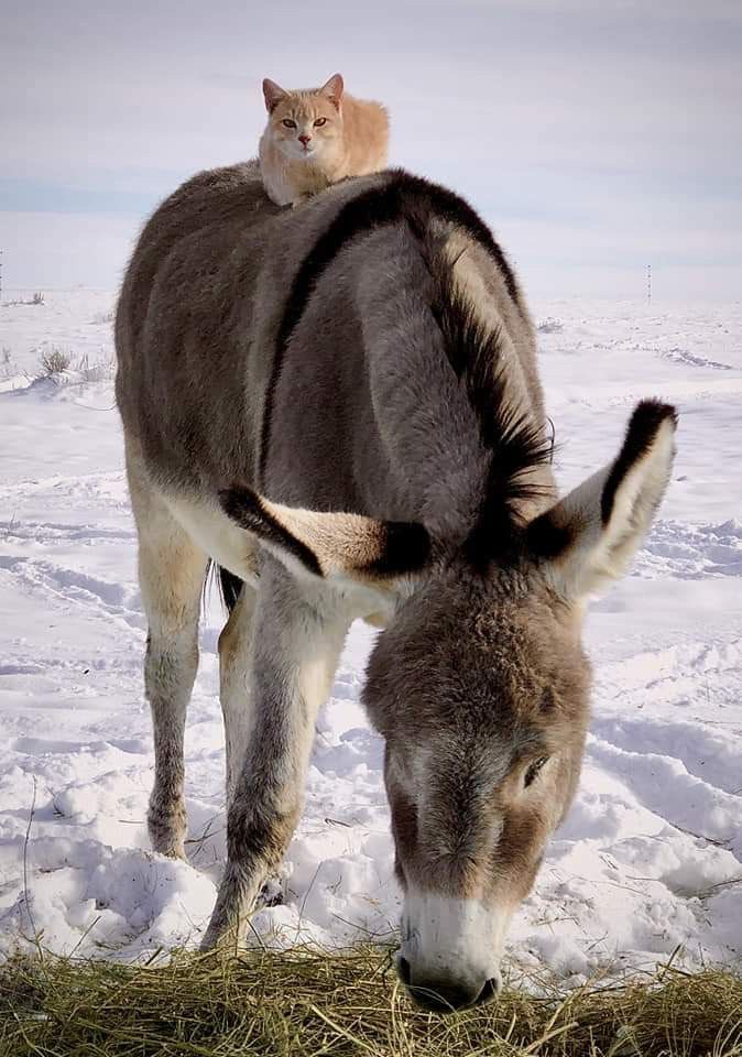 Donkey Uber (Now With Heated Cat)