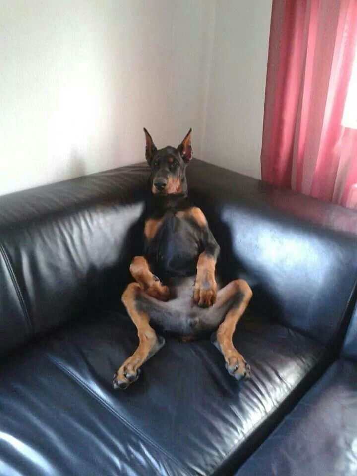 The Couch Has Chosen Its Master