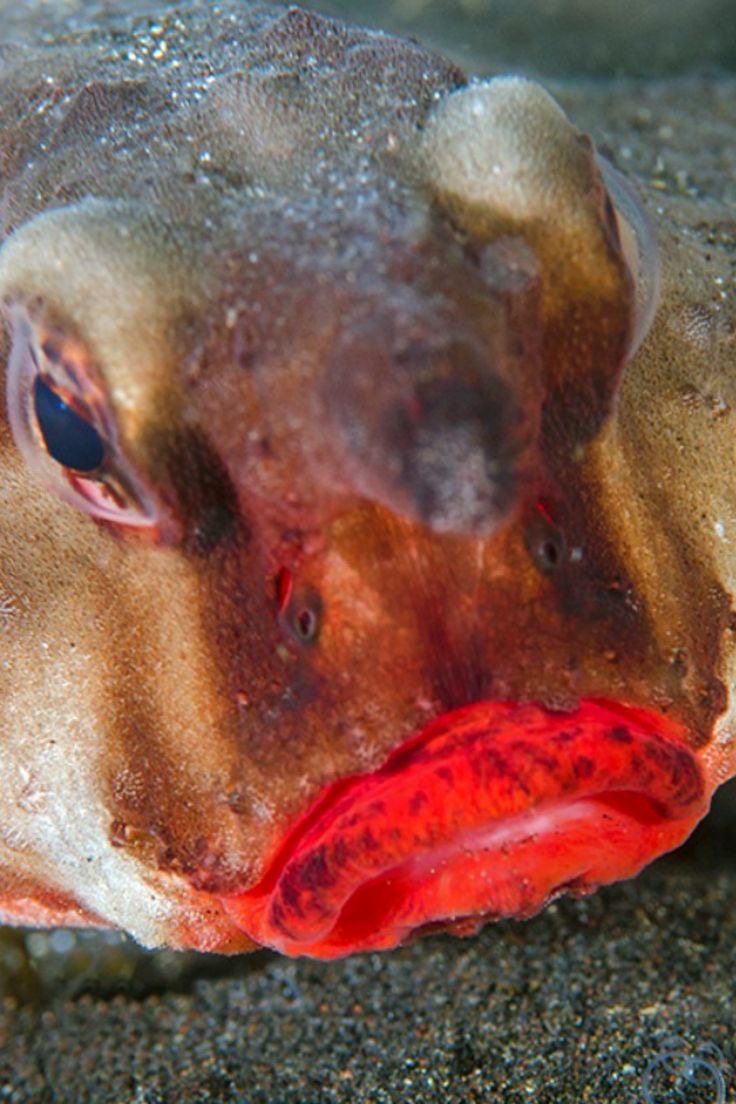 Pouty Fish, Ready for Hot Girl Autumn