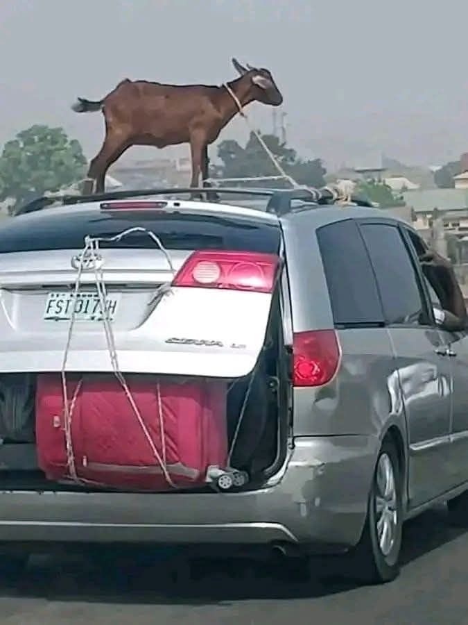 Goat in the Sky With Danger