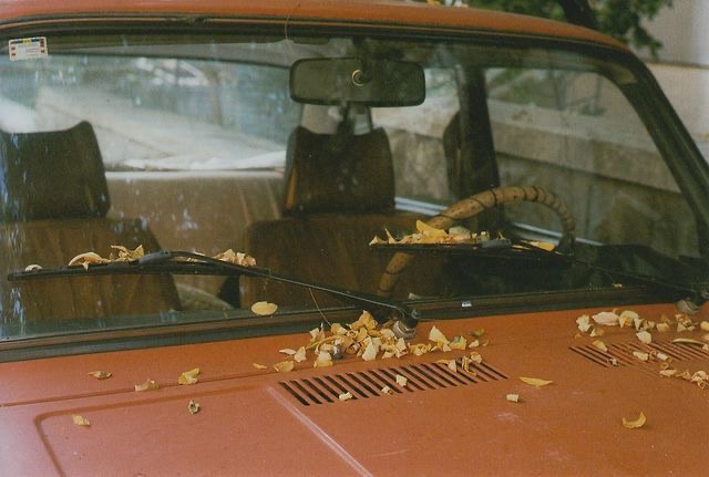 Leaf It There. It Looks Cool.