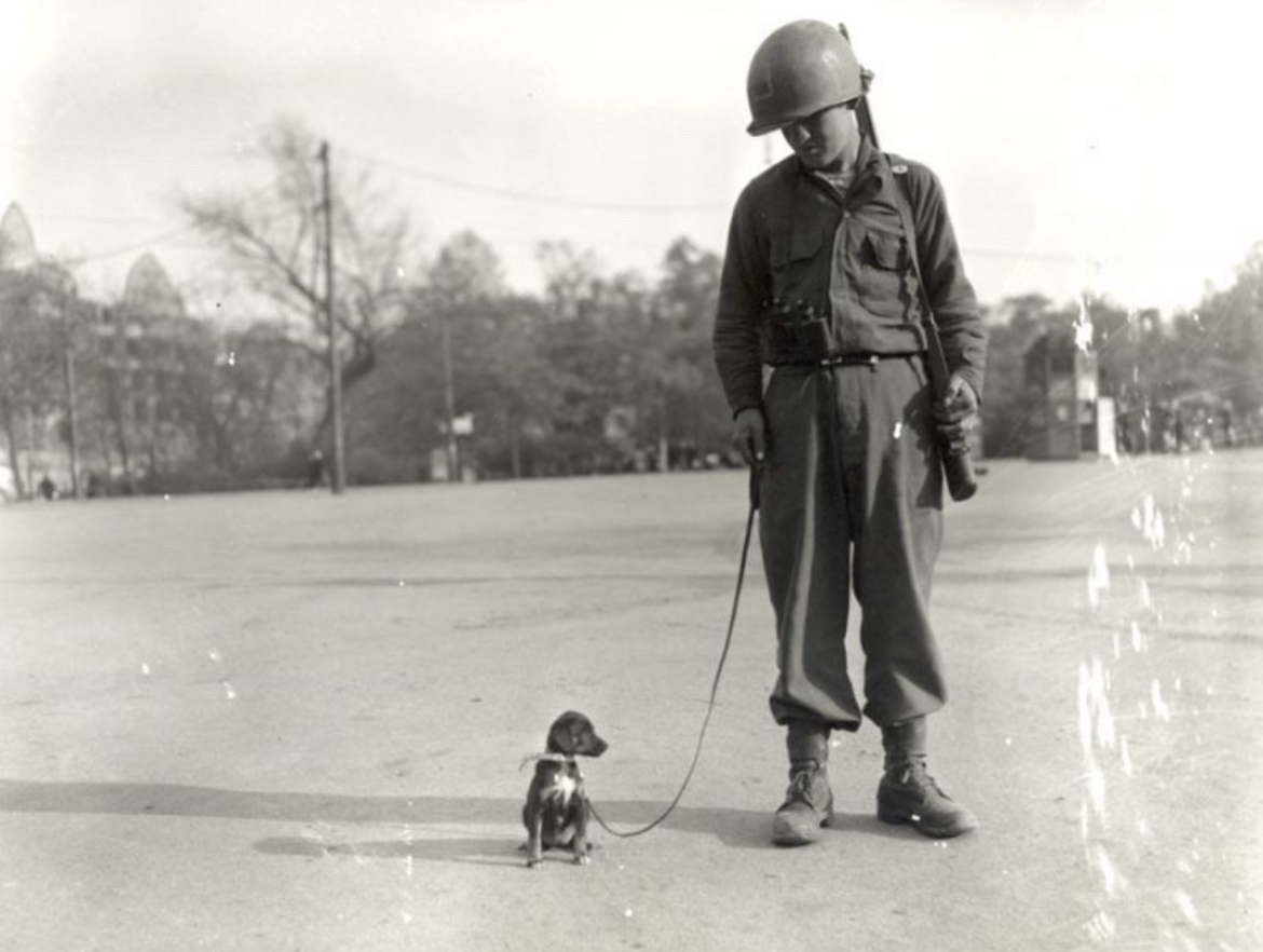 A Soldier, A Puppy, A Pause from War