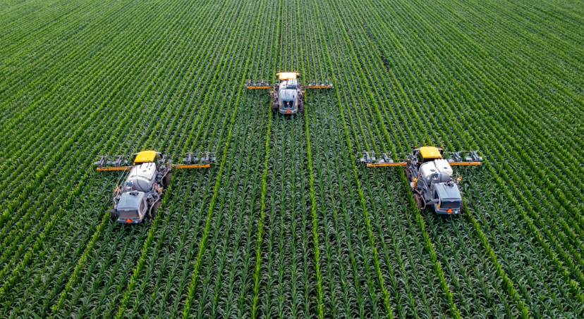 Detasseling Corn: Wet, Hot, and Infinitely Pointless