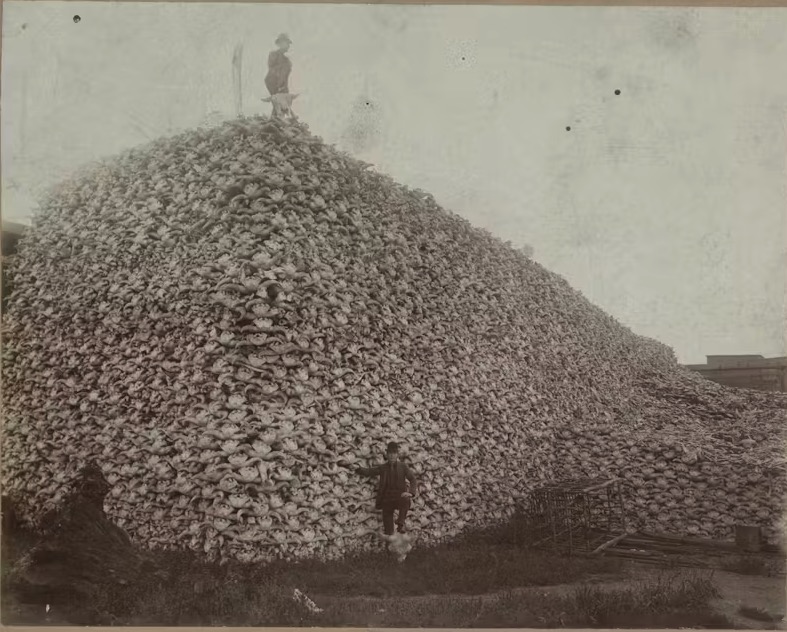 Mountain of Bison Skulls