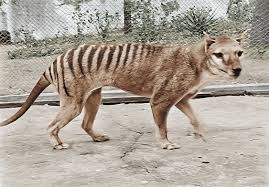 The Last Tasmanian Tiger