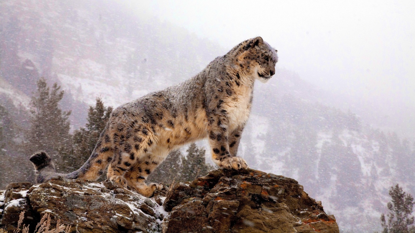 A rare glimpse at the elusive snow leopard.