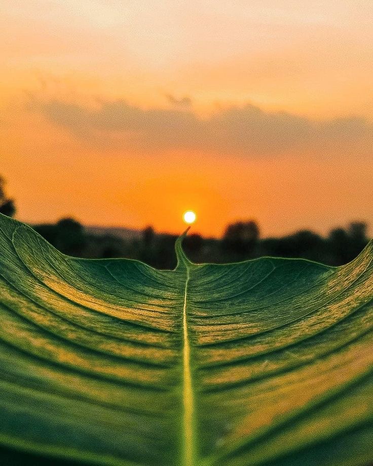 Leaf It to the Sun