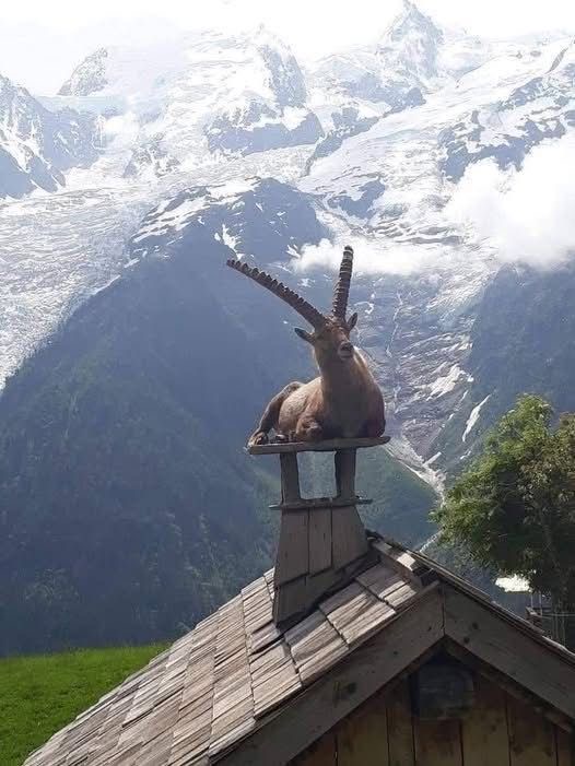 Mountain Goat or Cozy Chimney Ornament?
