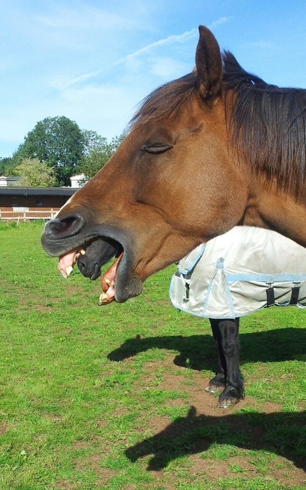 When Your Horse Has Had ENOUGH