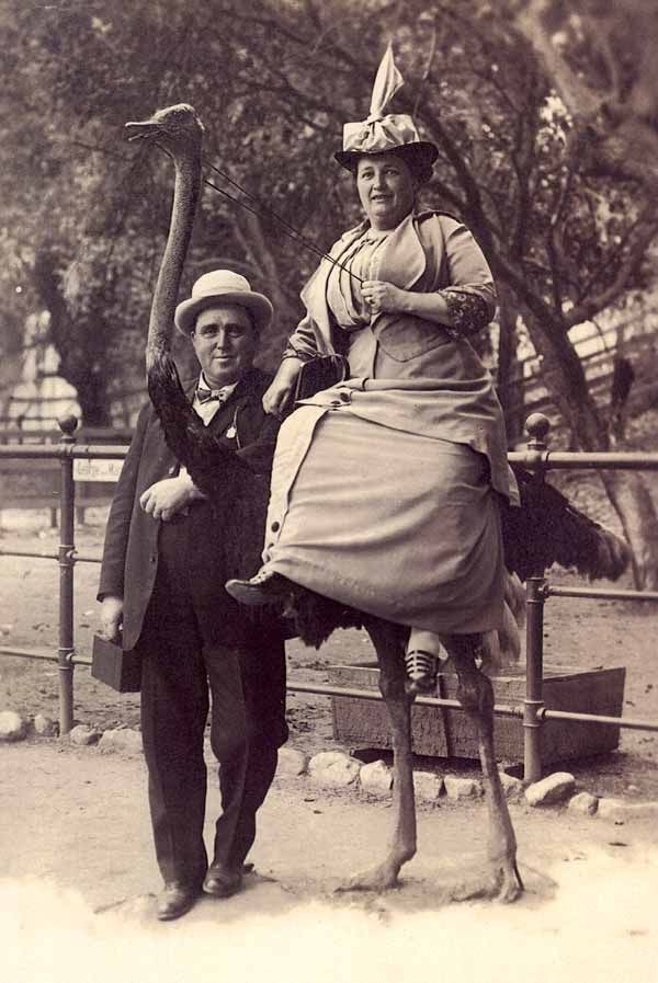 Dame on a Dodo? Nah, Just a Ñandú Ride