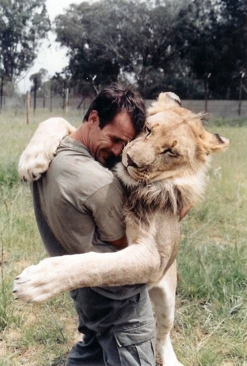 Man and Lion, Locked in Legendary Bro Hug