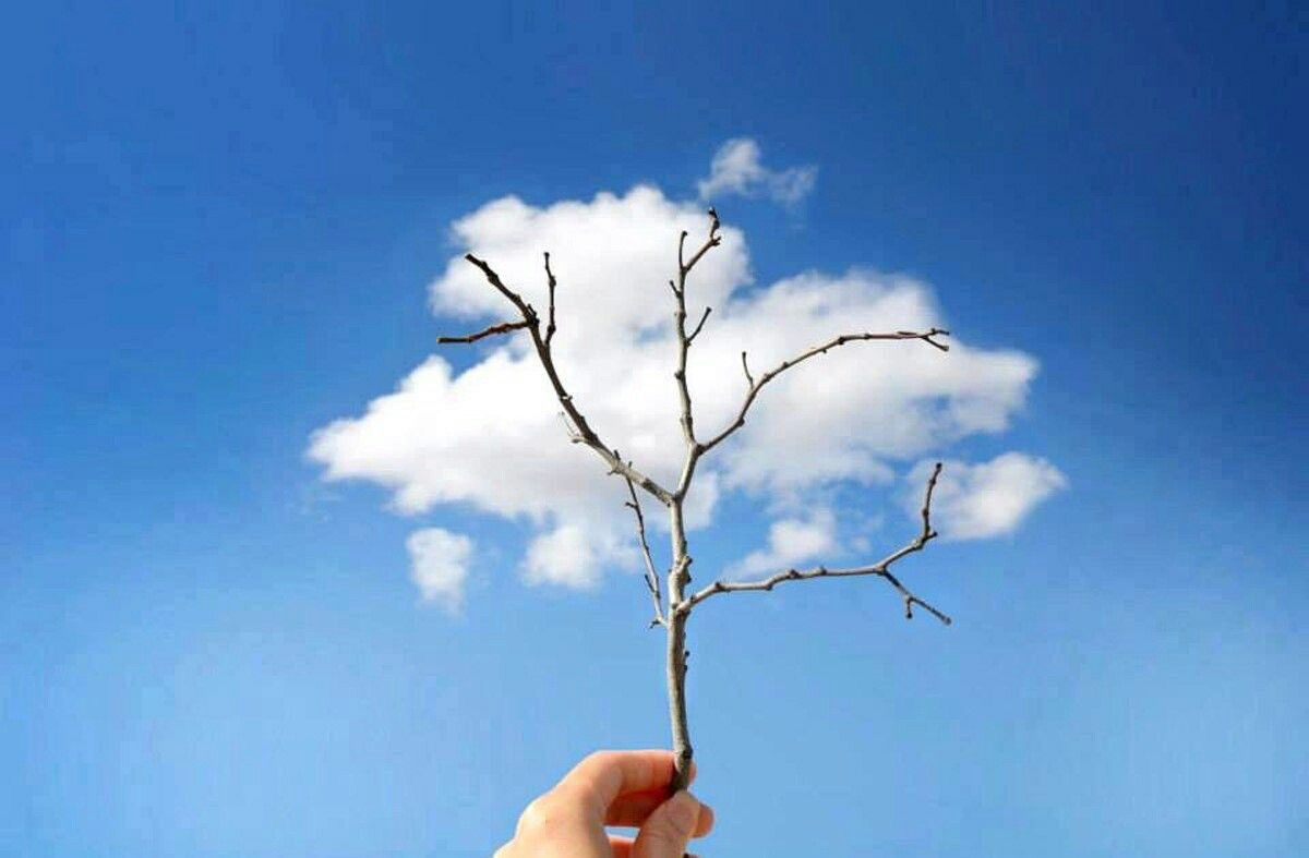 Tree or Trick of the Sky?