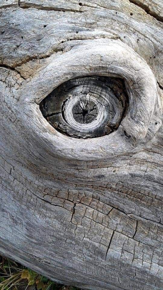 The Tree That’s Watching You Back