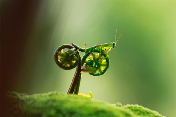 This Bug Brought Its Own Bicycle