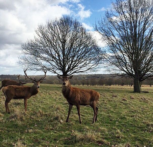 Nature Gave This Deer Designer Antlers