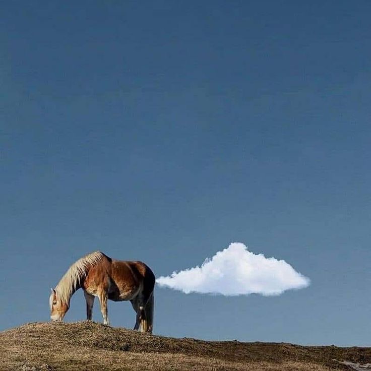 This Cloud Said ‘Neigh... Excuse Me!’