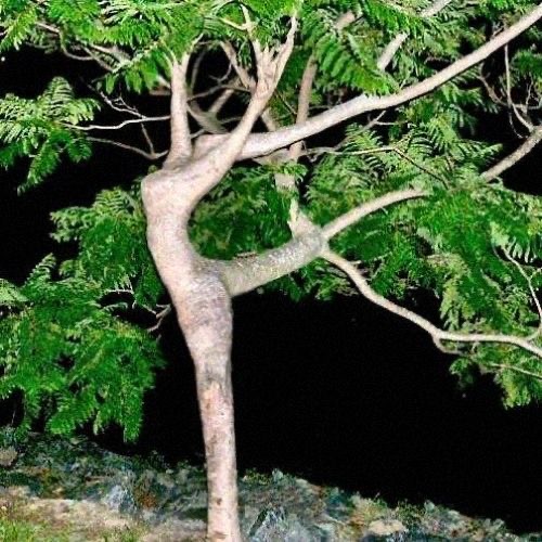 The Dancing Tree Lady