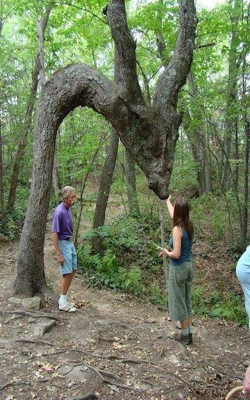 A Tree That Wants to Kiss You Hello