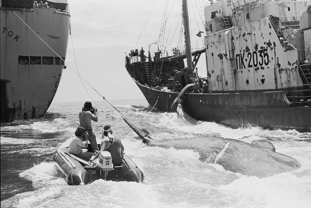 A handful of Greenpeace activists stood between Soviet whaling ships and their prey, risking being crushed.