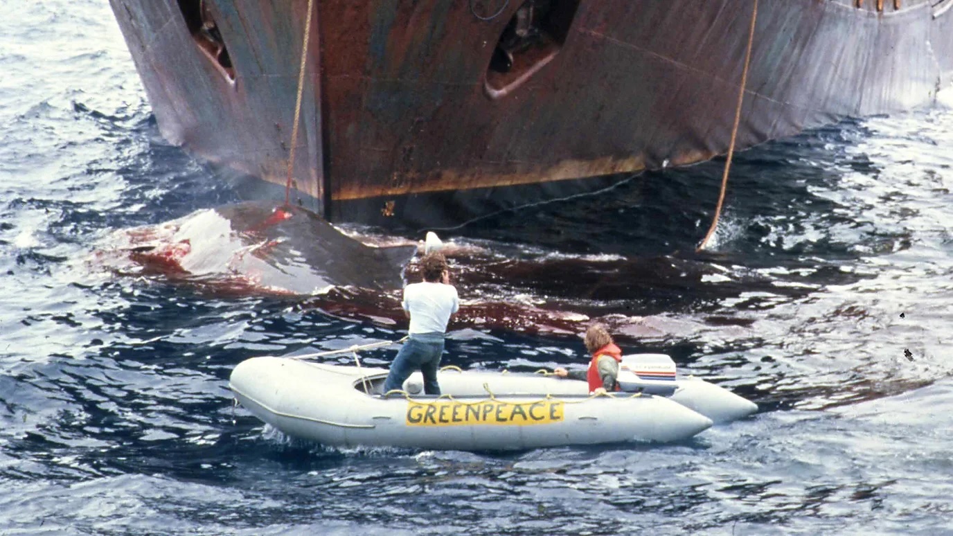 Activists literally placed themselves in the killing zone, recording whales bleeding out in front of the steel bows of whaling ships.