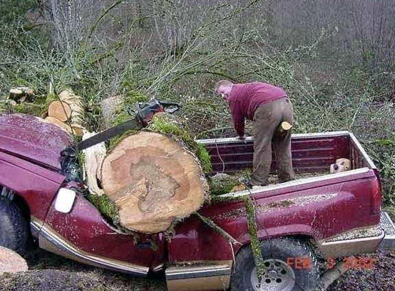 Timber! Straight to the Hood