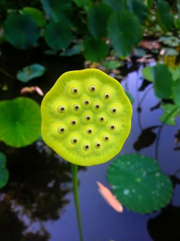 Trypophobia warning! This is nature's showerhead.
