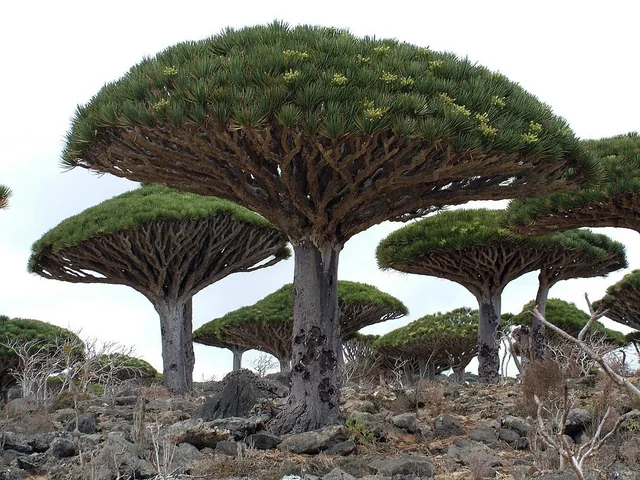 Trees that look like umbrellas exist.