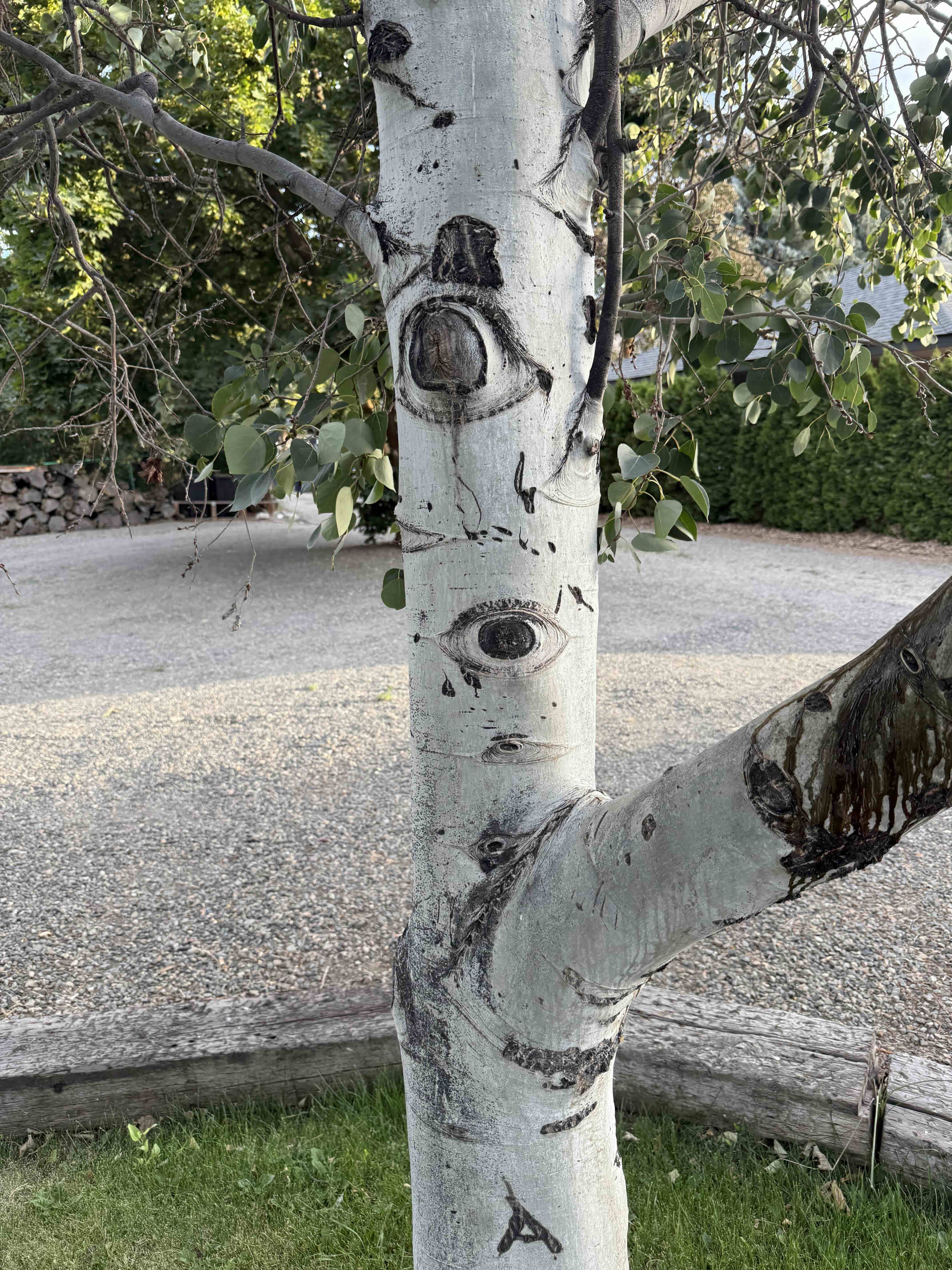 The forest that sees all.