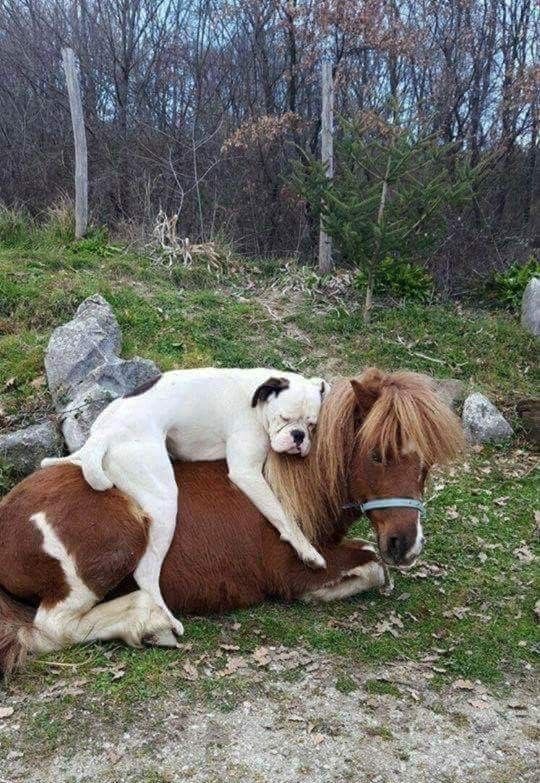 Nap Buddies: Dog on Horse Edition