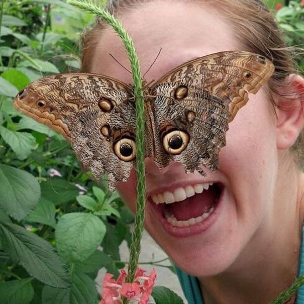 Butterfly Eyeballs: The Metamorphosis Is Real