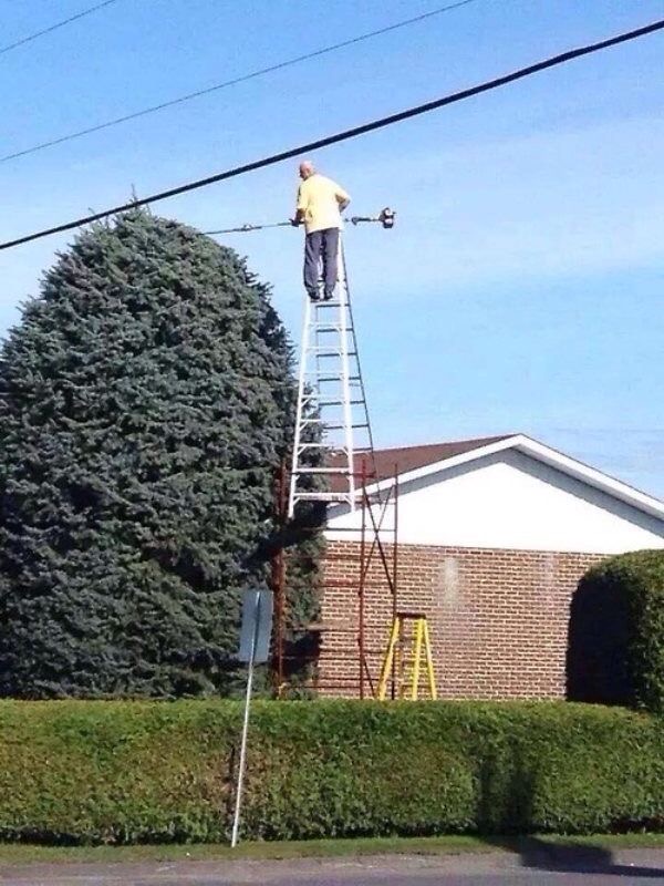 Tree Ambition, Zero Strategy