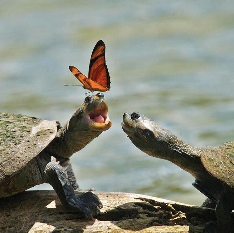 Turtle Joy, Activated