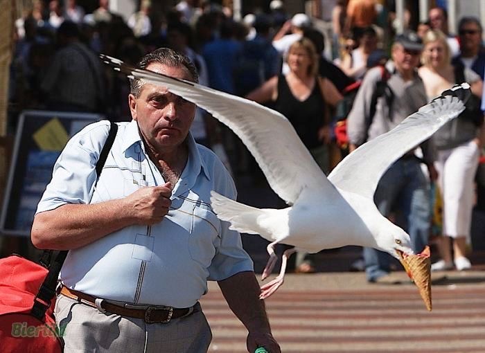 Seagull vs. Man: The Ice Cream Wars