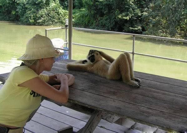 Monkey Business Meeting