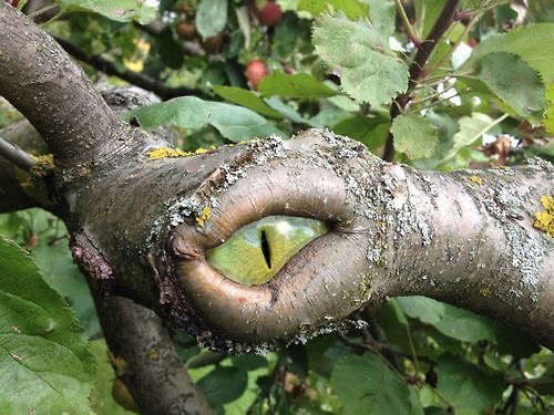 The Eye in the Tree