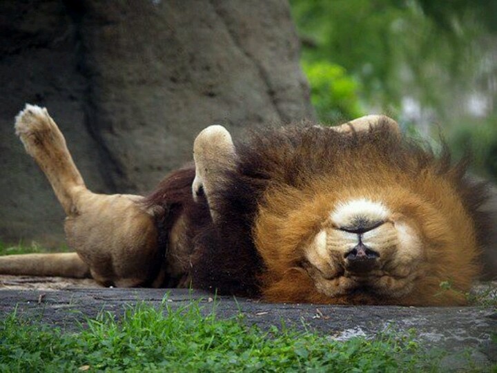 The King Sleeps Weird