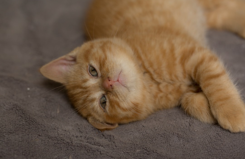 Free Kitten, But Don’t You Dare Make It Orange.