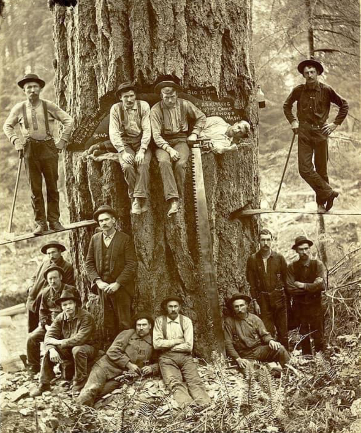 Camp Life in the Timber Age: Sherwood, 1900