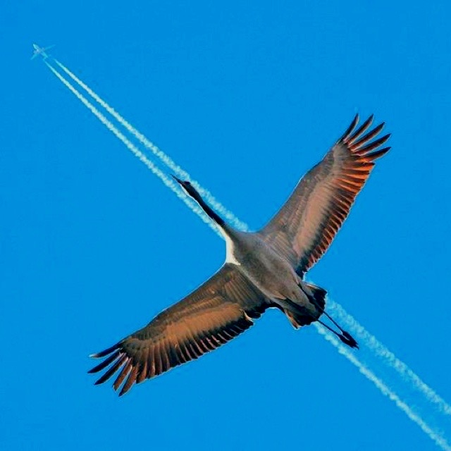 Birdplane: The Feathered Flight Hack