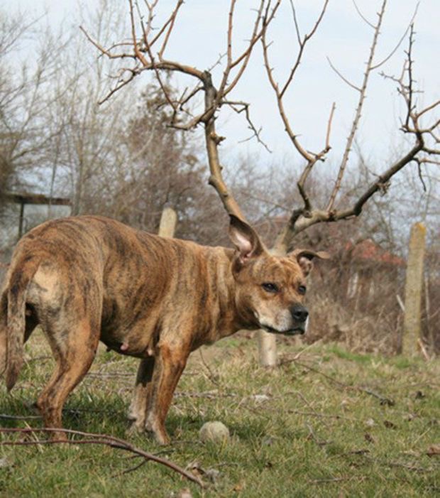 Antler Dog: Nature’s Weirdest Filter