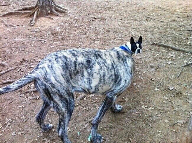 Tiny Dog Head, XXL Dog Bod