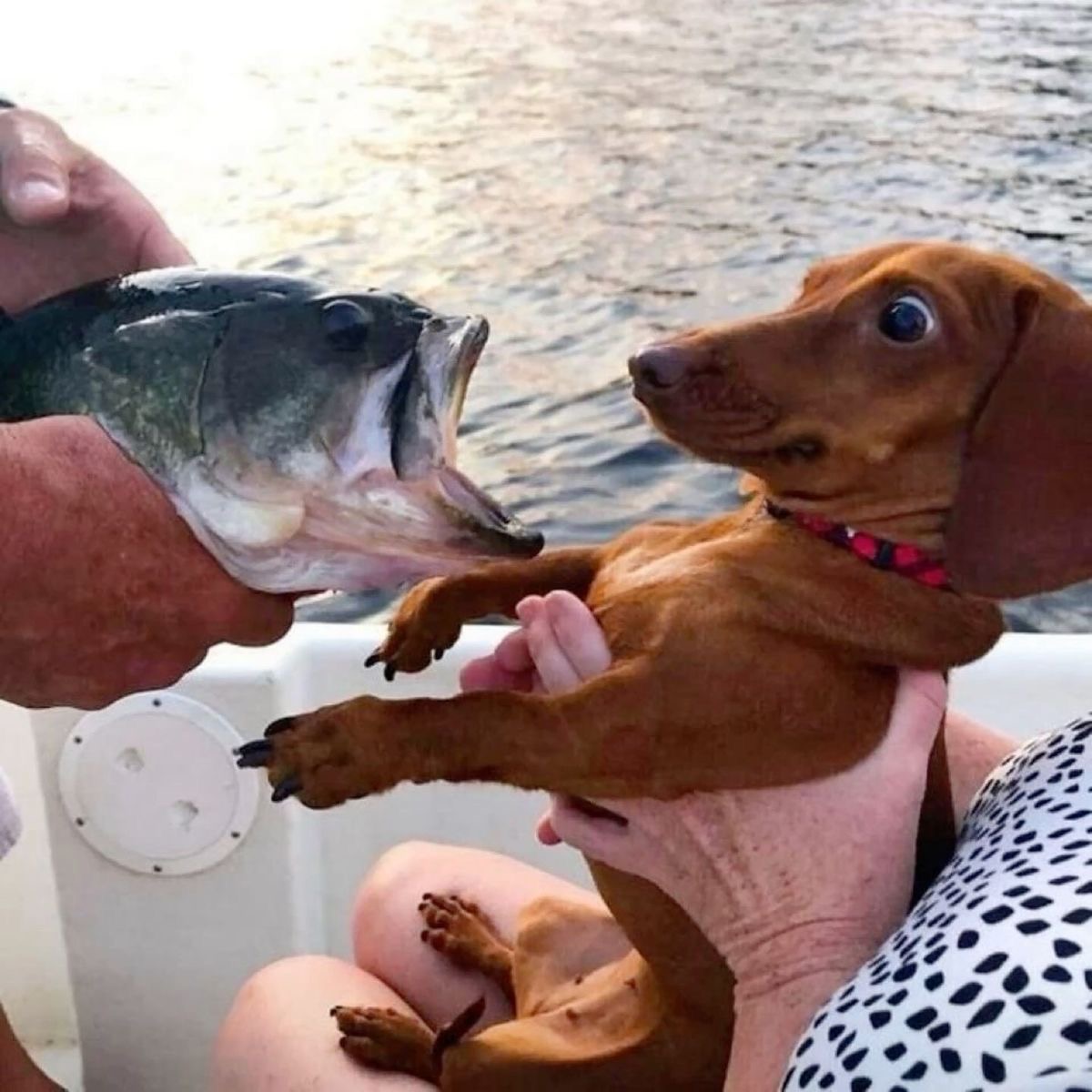 Fish Stare-Down: Dog Meets His Nemesis