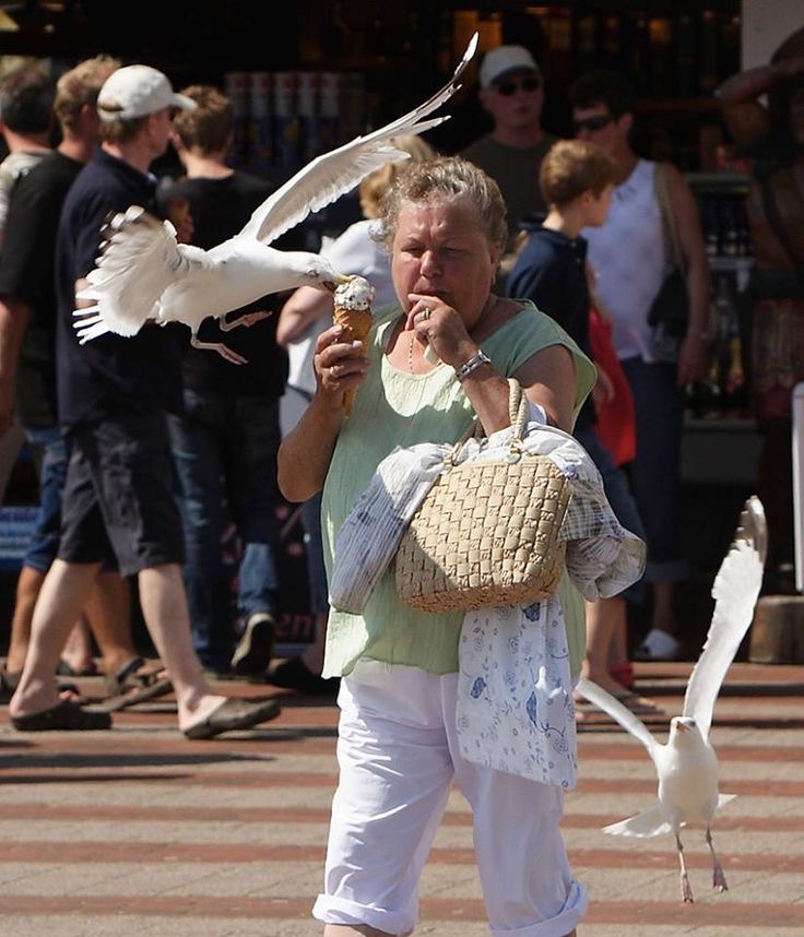 Seagull With A Sweet Tooth