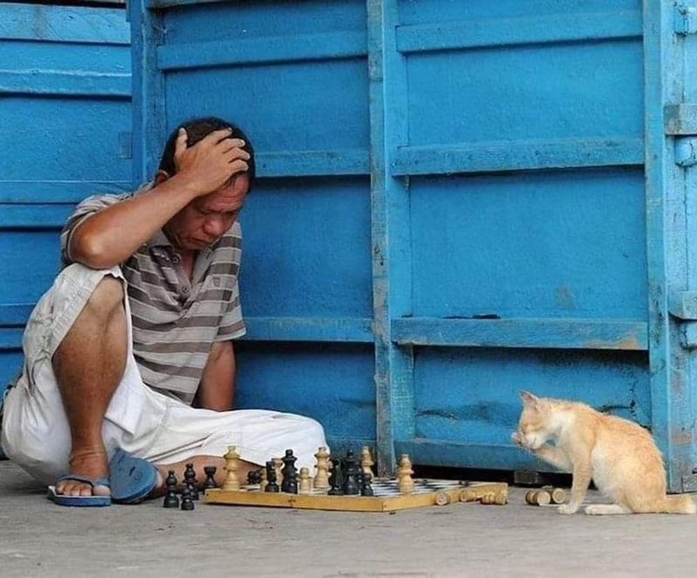 Grandmaster or Grand Cat-er? Chess: Men vs Whiskers