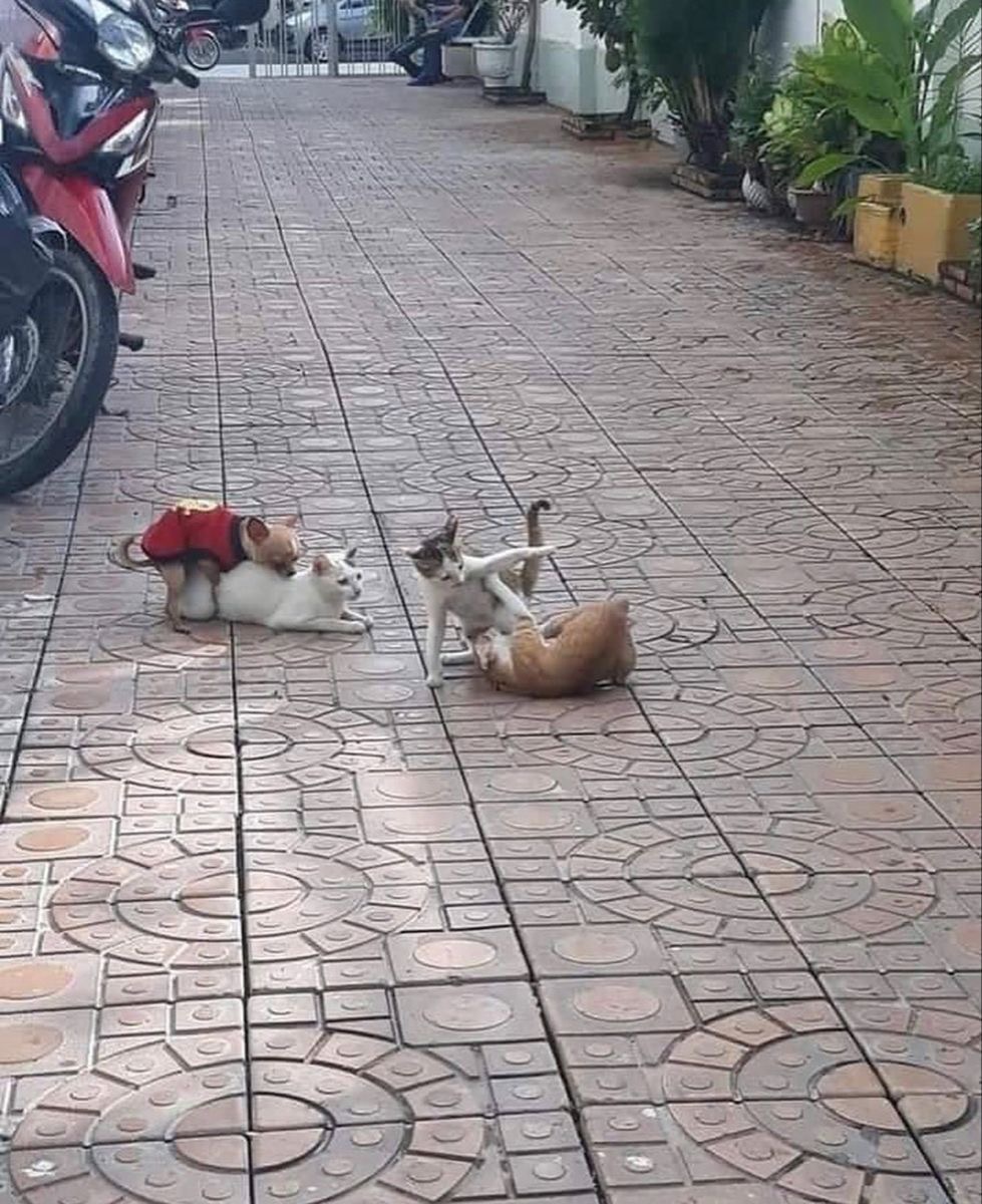 Chihuahua on Cat, It’s a Jungle Up There